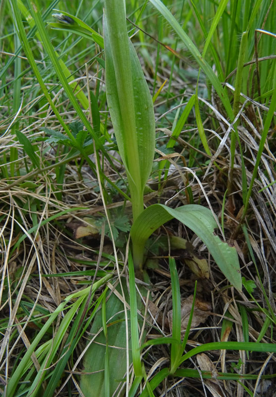 Neotinea tridentata - Cimone (TN)